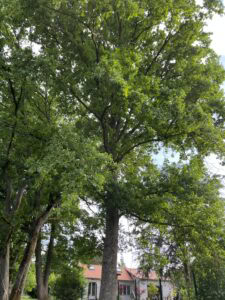 Chêne